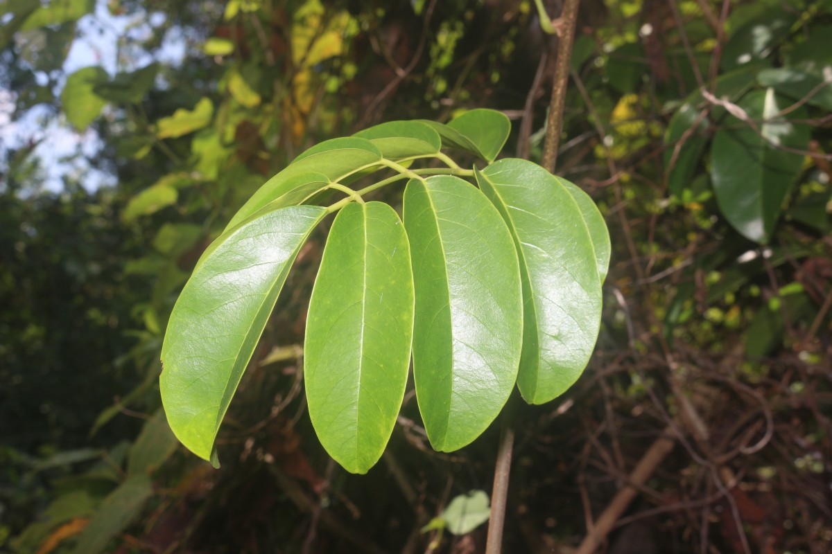 Aganope heptaphylla (L.) Polhill